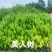 美人树（美丽异木棉）