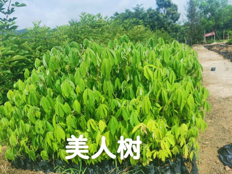 美人树（美丽异木棉）