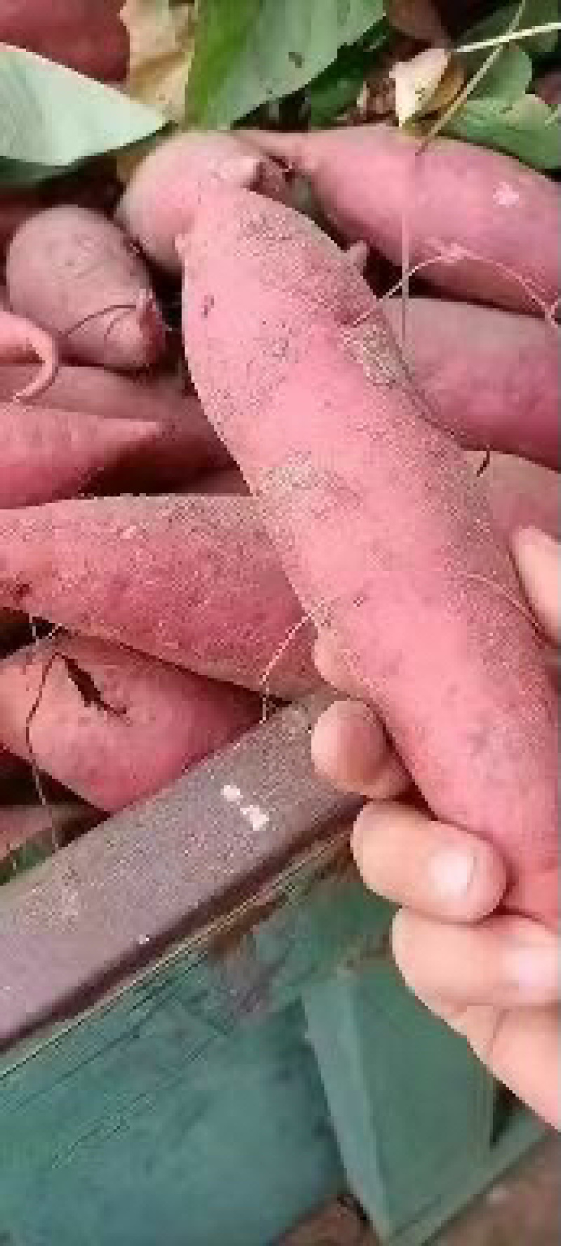 开封沙地西瓜红红薯