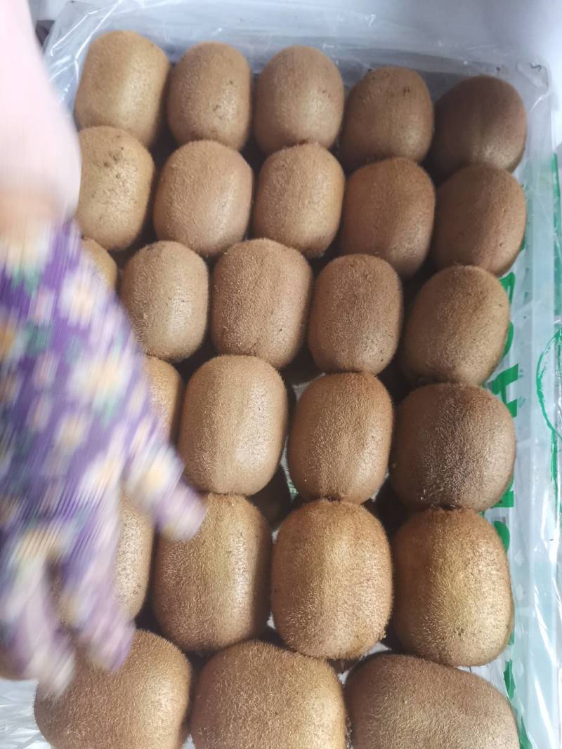 精品海沃德