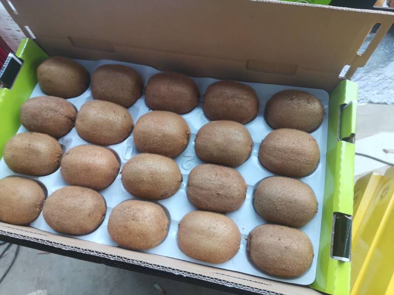 精品海沃德