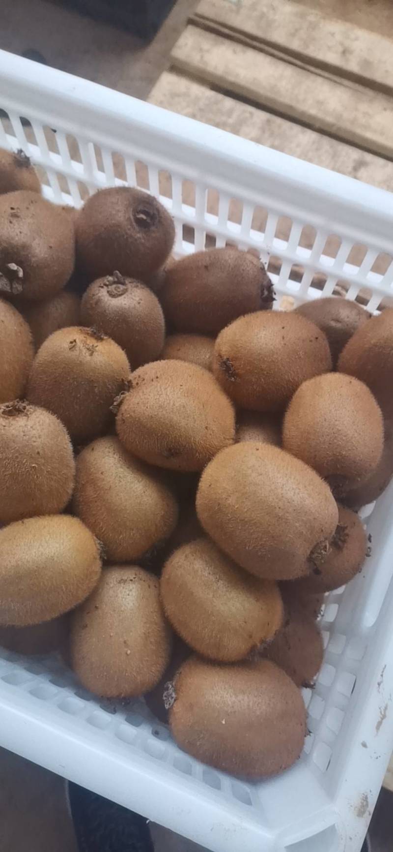 精品海沃德