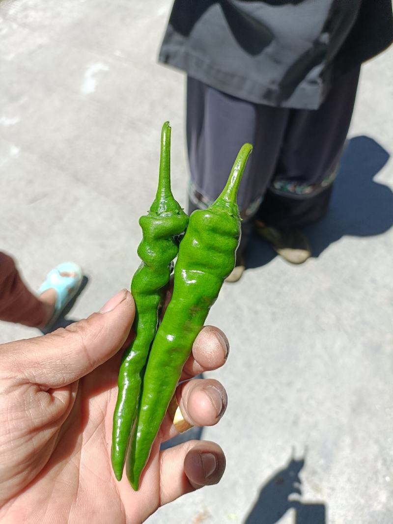 湘西高山辣椒