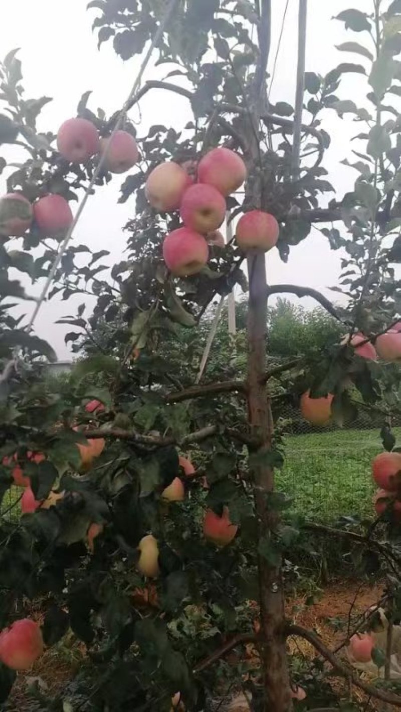 河北苹果品质保证诚信经营欢迎各地老板联系
