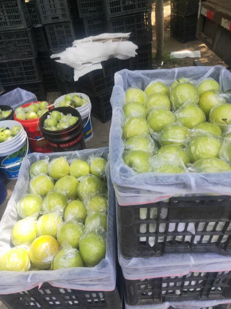 青龙山地皇冠梨又甜又脆。