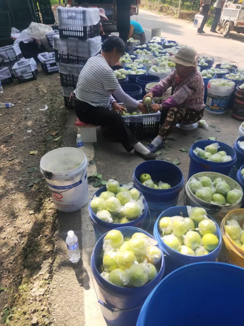 青龙山地皇冠梨又甜又脆。