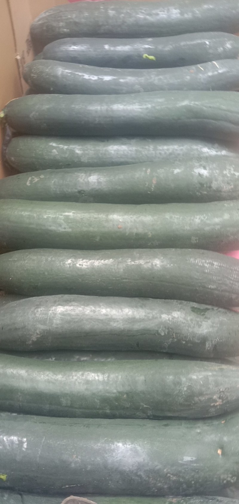 精品黑皮吊冬瓜，基地直供，诚信第，价格公道，长期合作，，