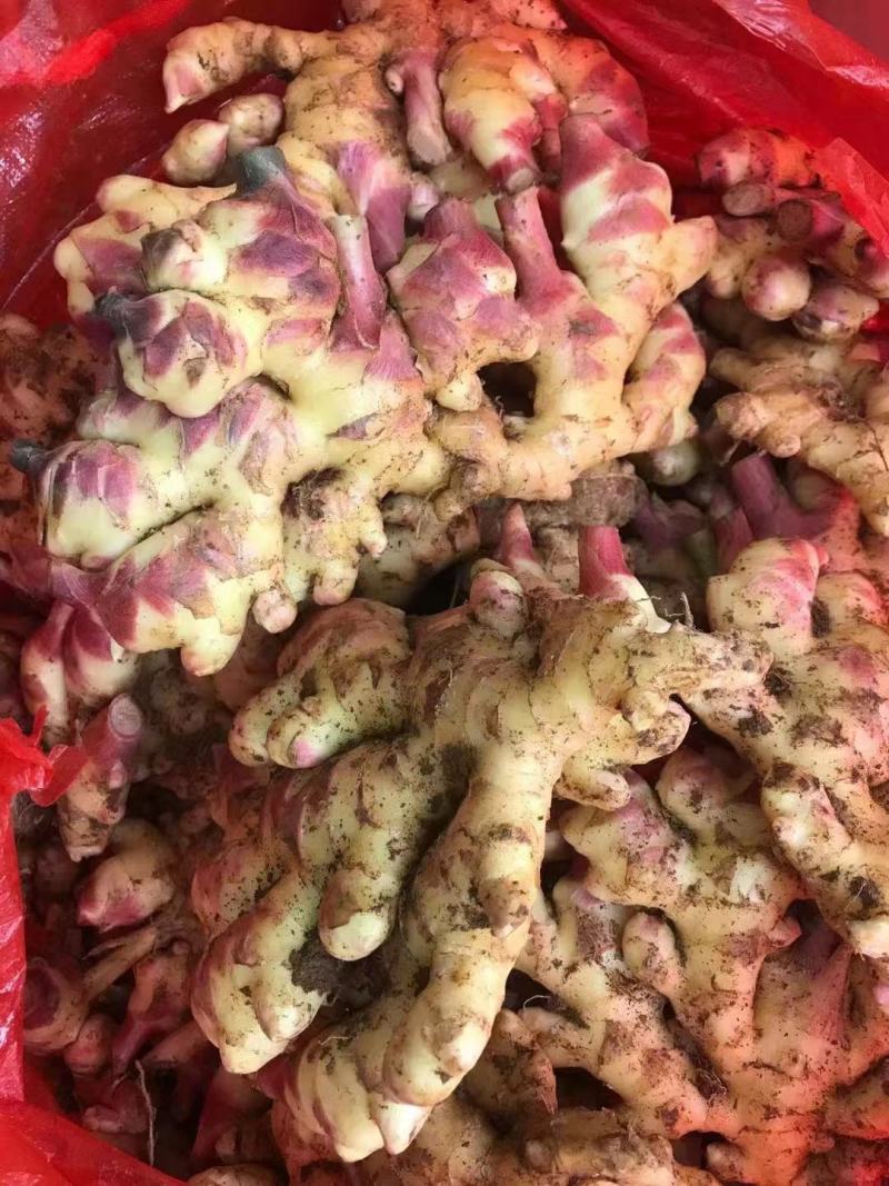 云南小黄姜，鲜姜，三黄姜。欢迎各大电商，商超，市场前来采