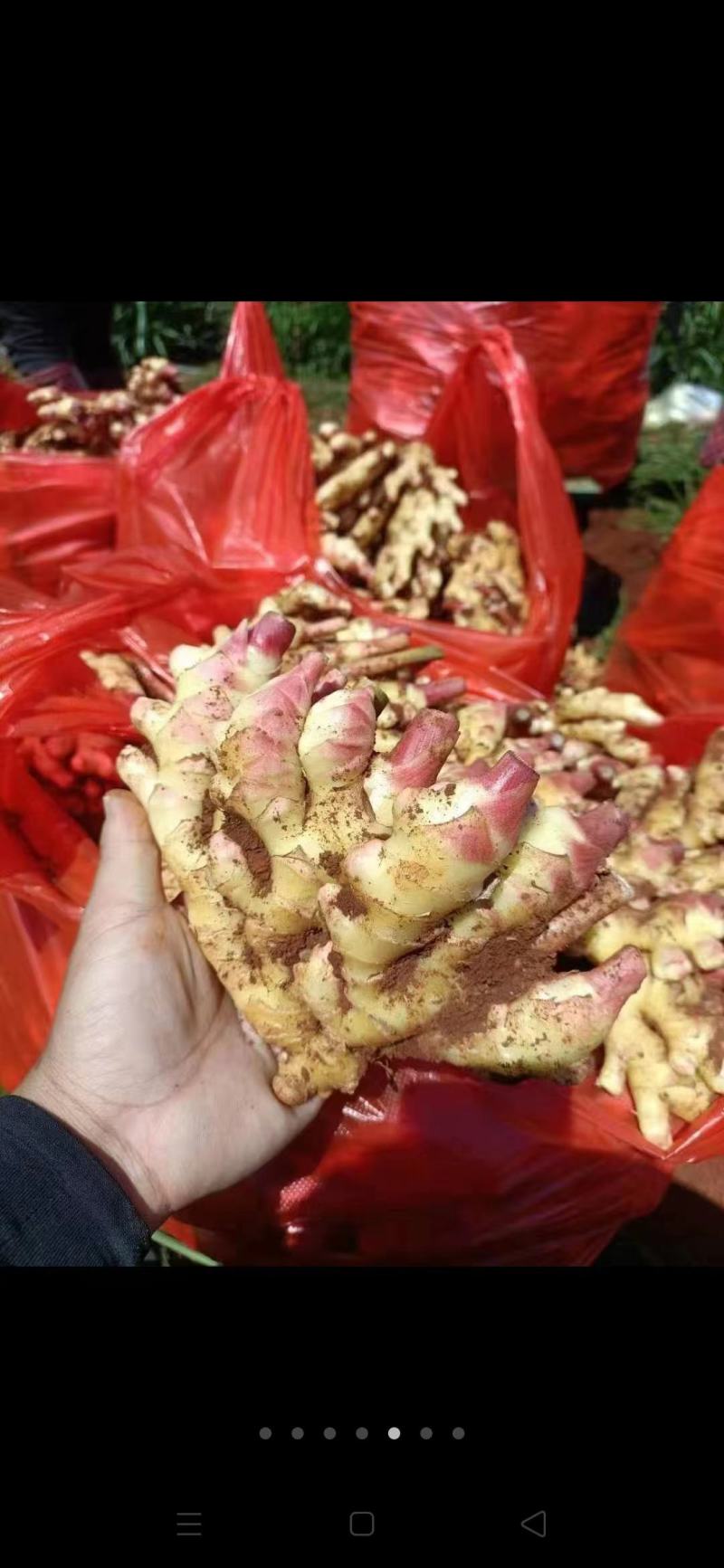 云南小黄姜，鲜姜，三黄姜。欢迎各大电商，商超，市场前来采