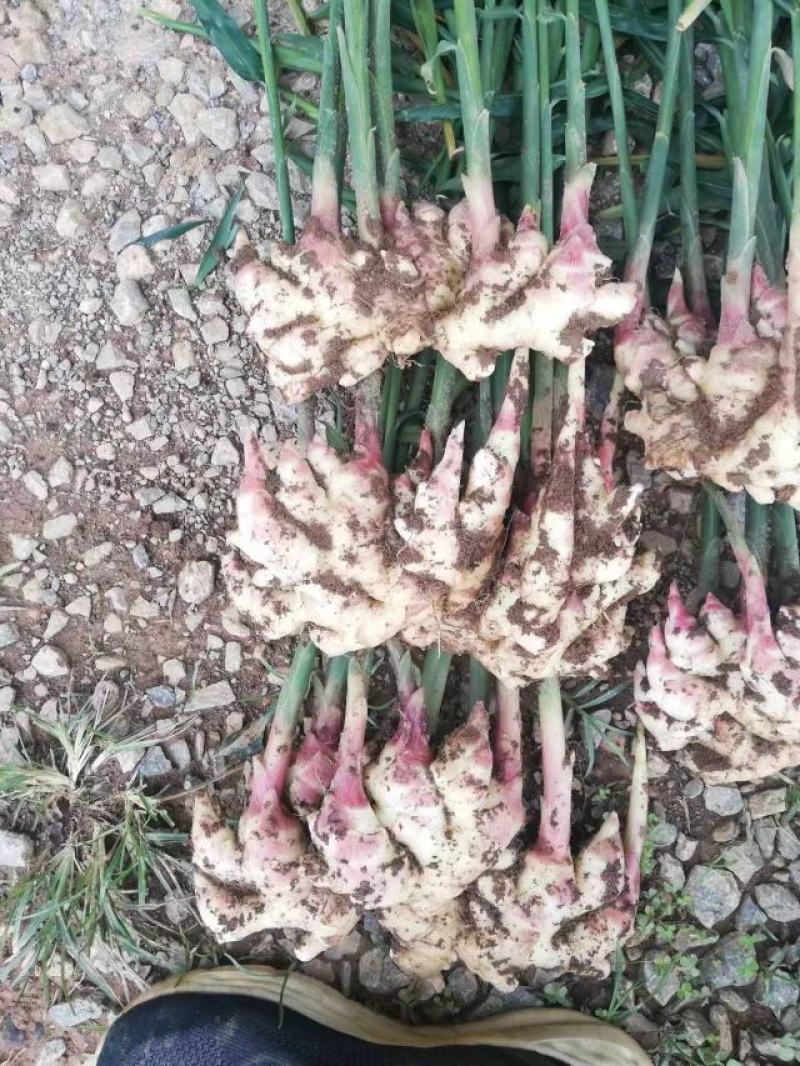 云南小黄姜，鲜姜，三黄姜。欢迎各大电商，商超，市场前来采