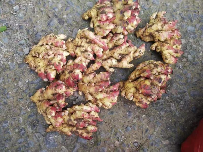 云南小黄姜，鲜姜，三黄姜。欢迎各大电商，商超，市场前来采