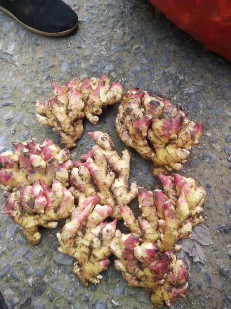 云南小黄姜，鲜姜，三黄姜。欢迎各大电商，商超，市场前来采