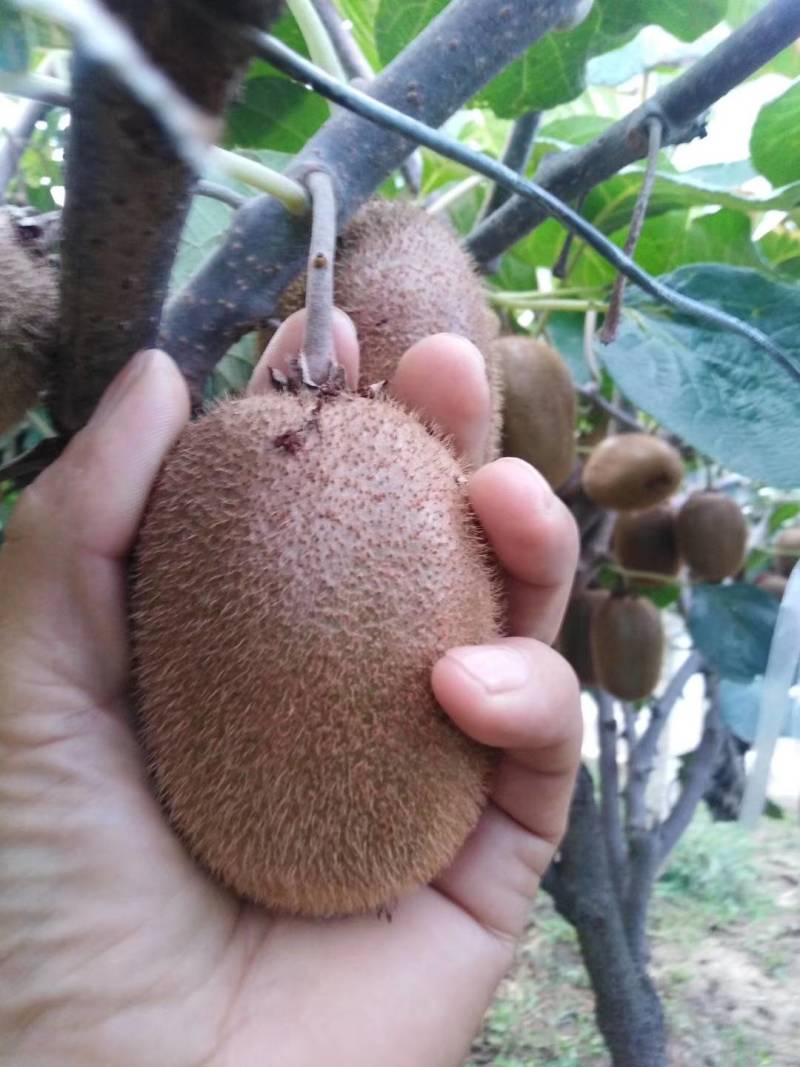 精品徐香弥猴桃