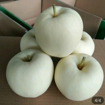 黄金帅