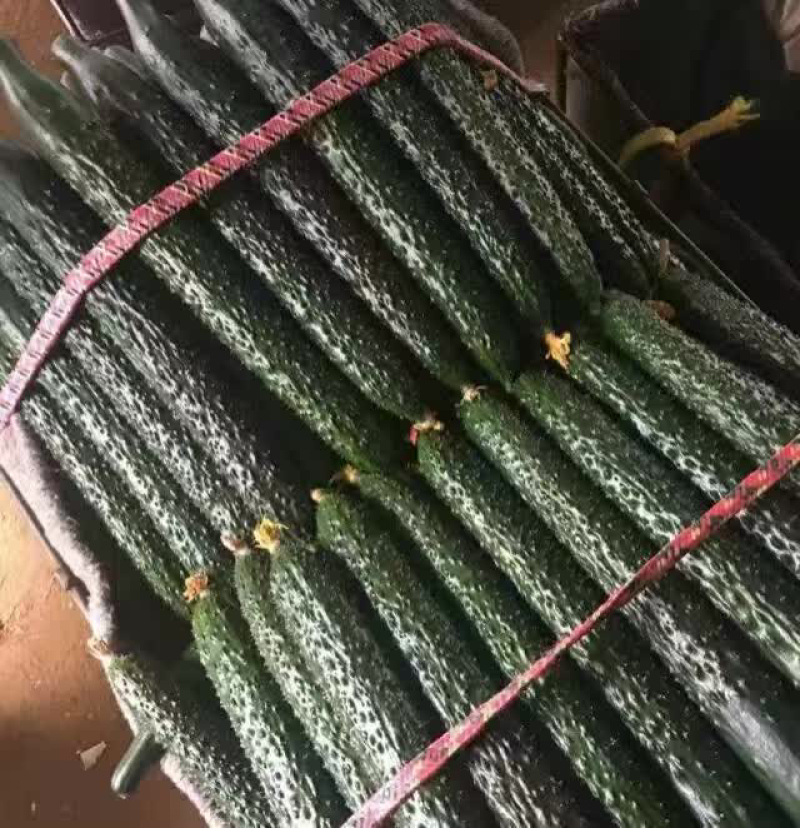 黄瓜