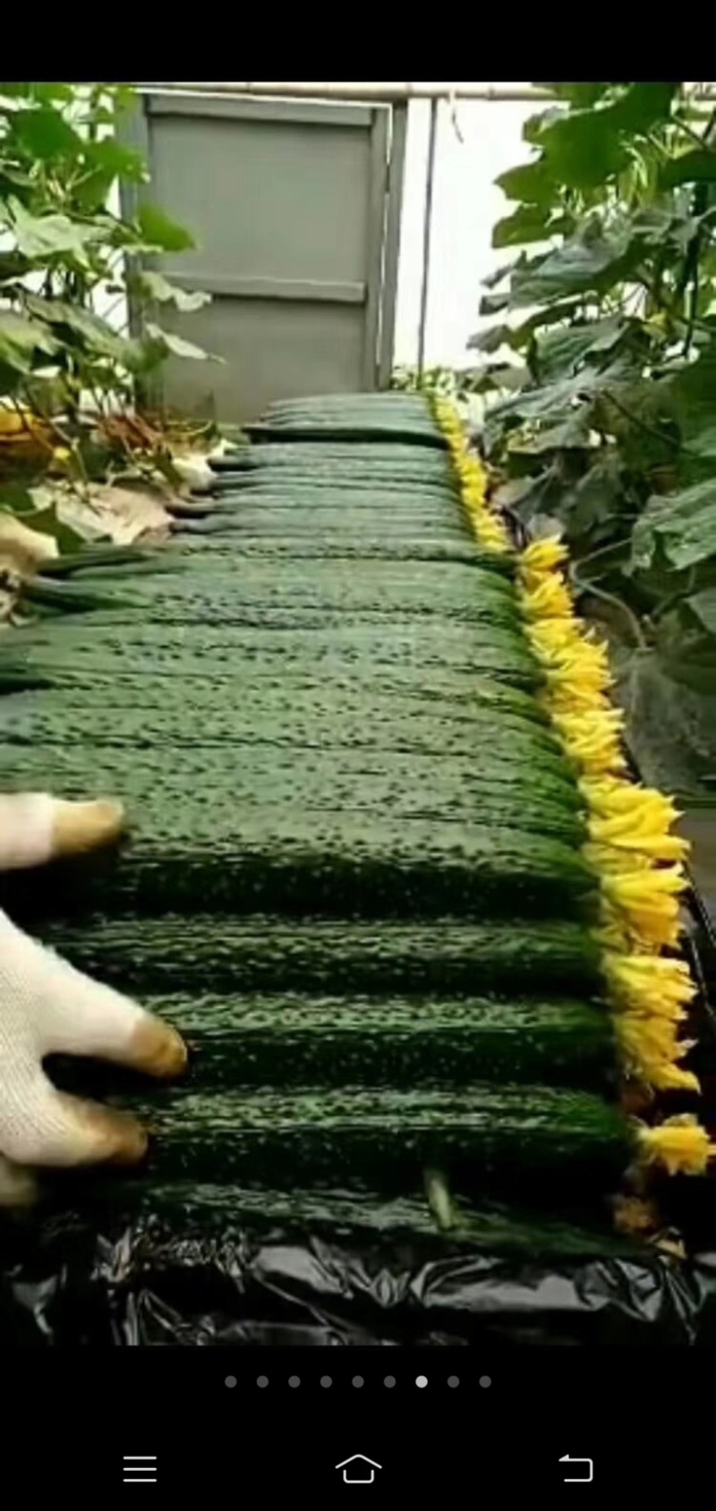 黄瓜