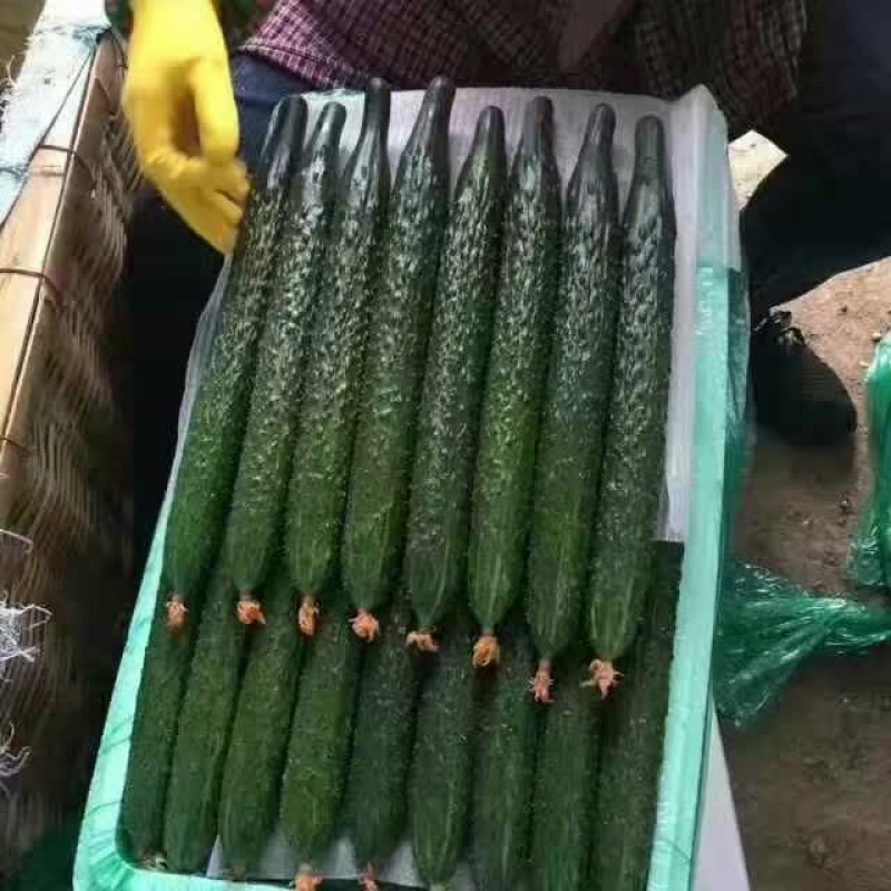 黄瓜