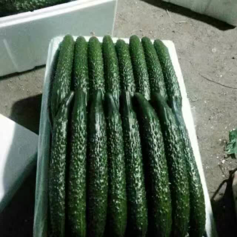 黄瓜