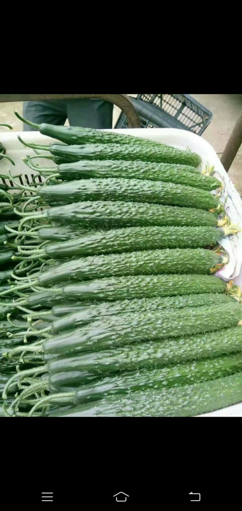 黄瓜