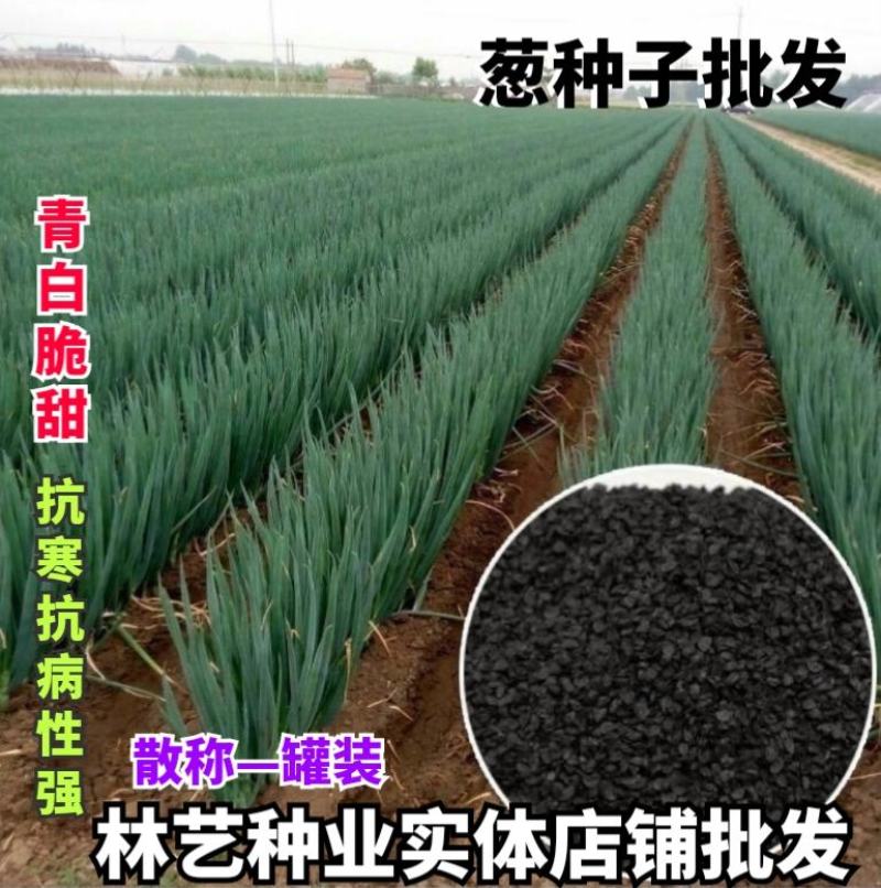 大葱种子高产铁杆正宗山东章丘小葱种子种籽四季葱种甜特大孑