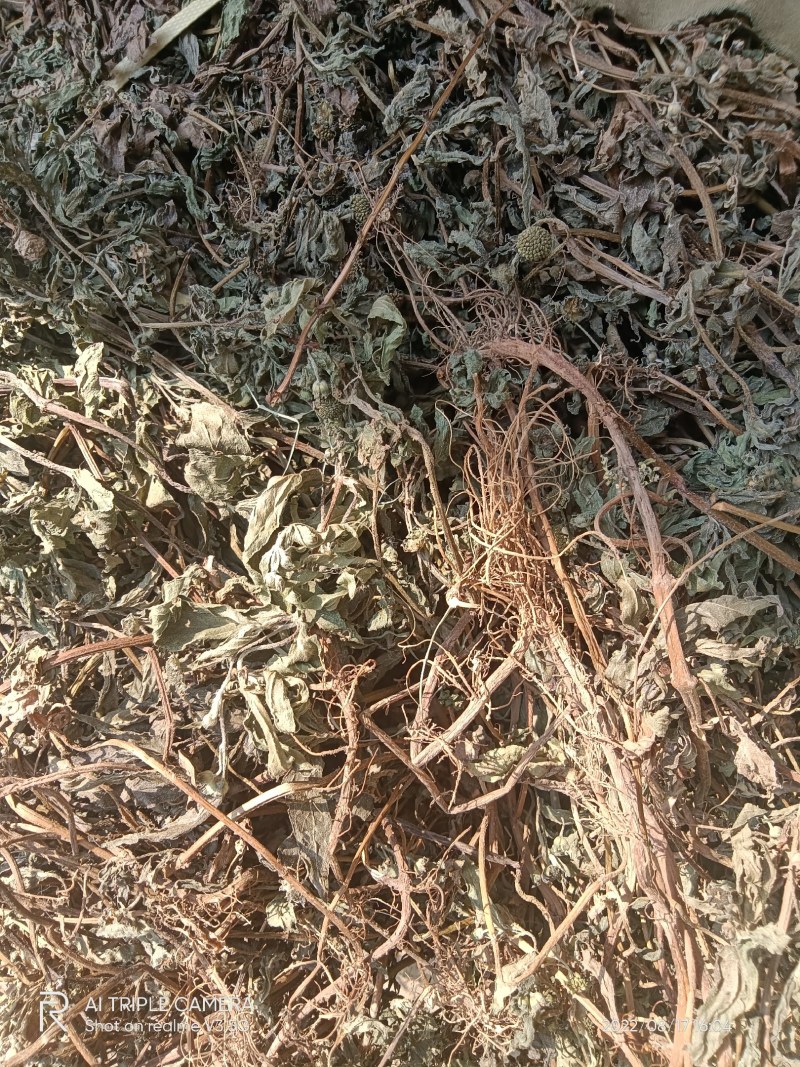 黑旱莲带根扎把青干无杂