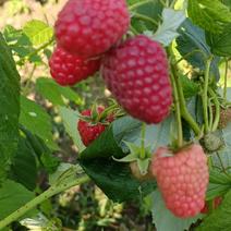 树莓苗，大量批发各种树莓苗。有黑树莓苗，双季红树莓苗