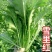 新品大叶雪里蕻种子雪菜种子九头鸟雪里红腌制梅干菜易种芥菜
