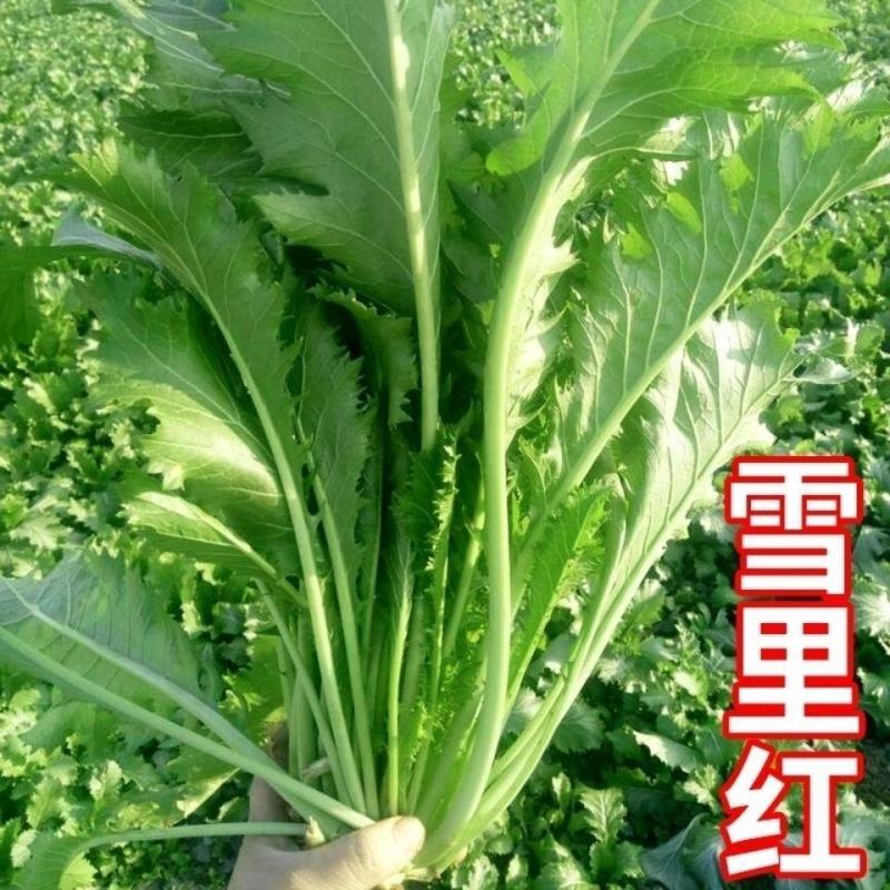 新品大叶雪里蕻种子雪菜种子九头鸟雪里红腌制梅干菜易种芥菜