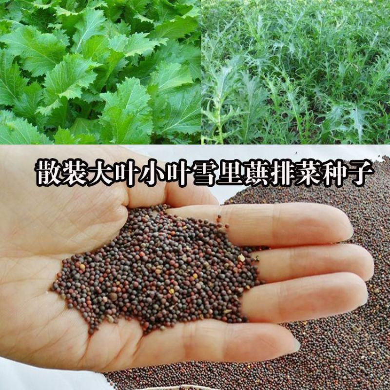 新品大叶雪里蕻种子雪菜种子九头鸟雪里红腌制梅干菜易种芥菜