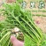 新品大叶雪里蕻种子雪菜种子九头鸟雪里红腌制梅干菜易种芥菜