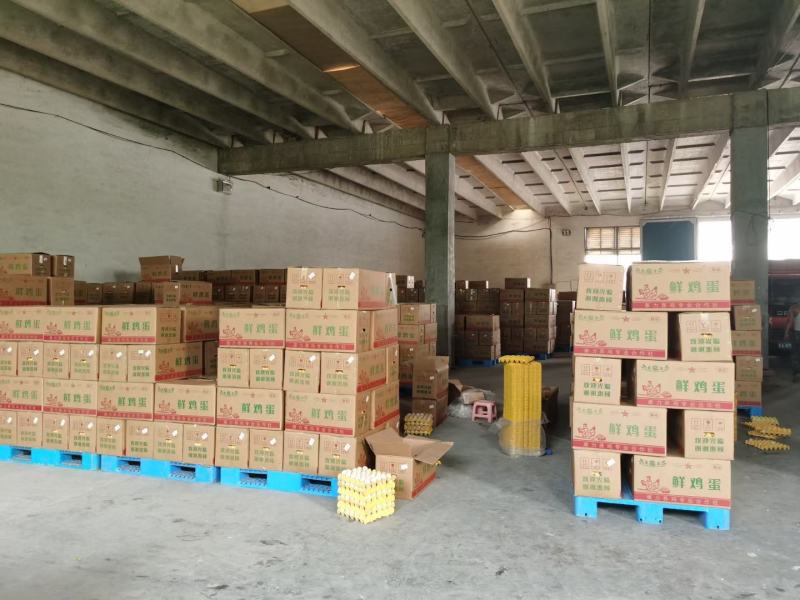 湖北红壳鸡蛋批发，基地供应，质量保证，可视频看货