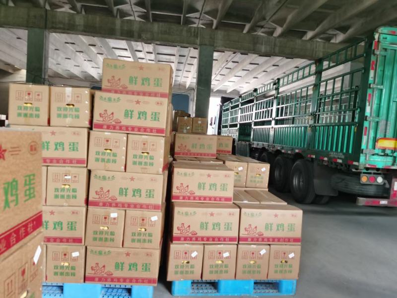湖北红壳鸡蛋批发，基地供应，质量保证，可视频看货