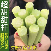 东北甜杆甜高粱甜芦粟大量批发