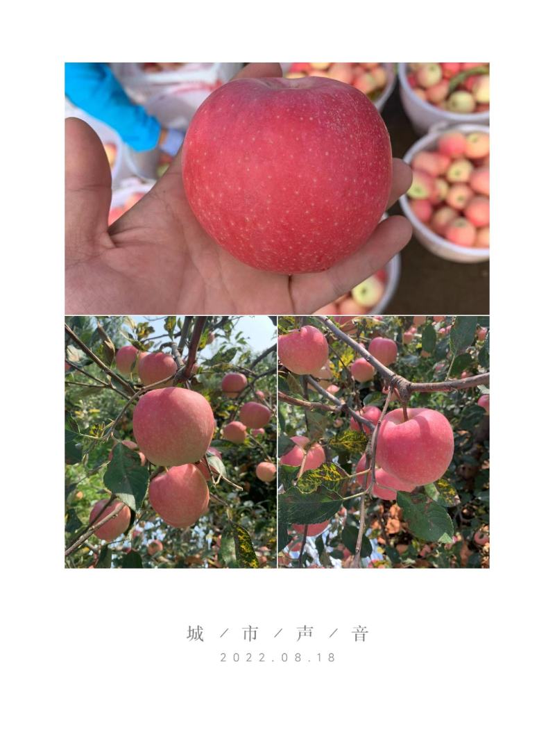 绥中县产区嘎啦苹果目前大面积上市，价格持续上涨，