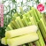 东北甜杆甜高粱甜芦粟大量批发对接平台一件代发