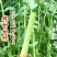 东北甜杆甜高粱甜芦粟大量批发对接平台一件代发