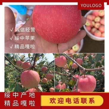 绥中县产区嘎啦苹果目前大面积上市，价格持续上涨，