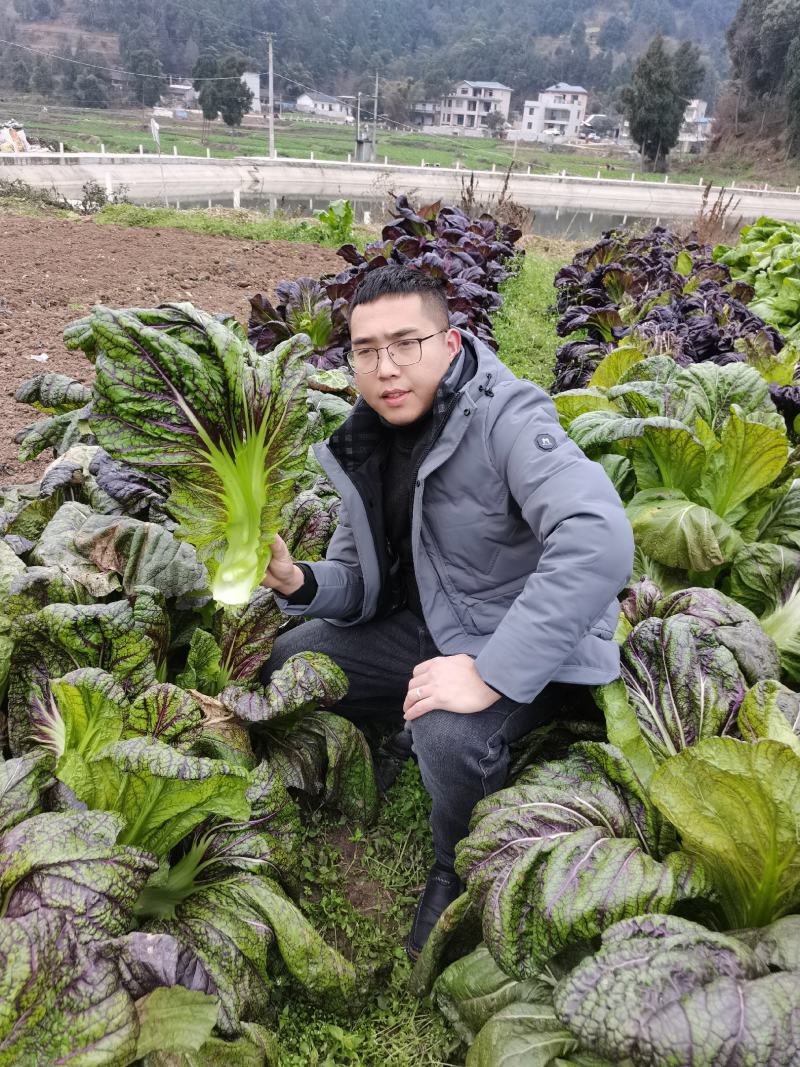 泡菜种子泡青菜种子酸菜种子包包青菜种子红宽帮青菜种子