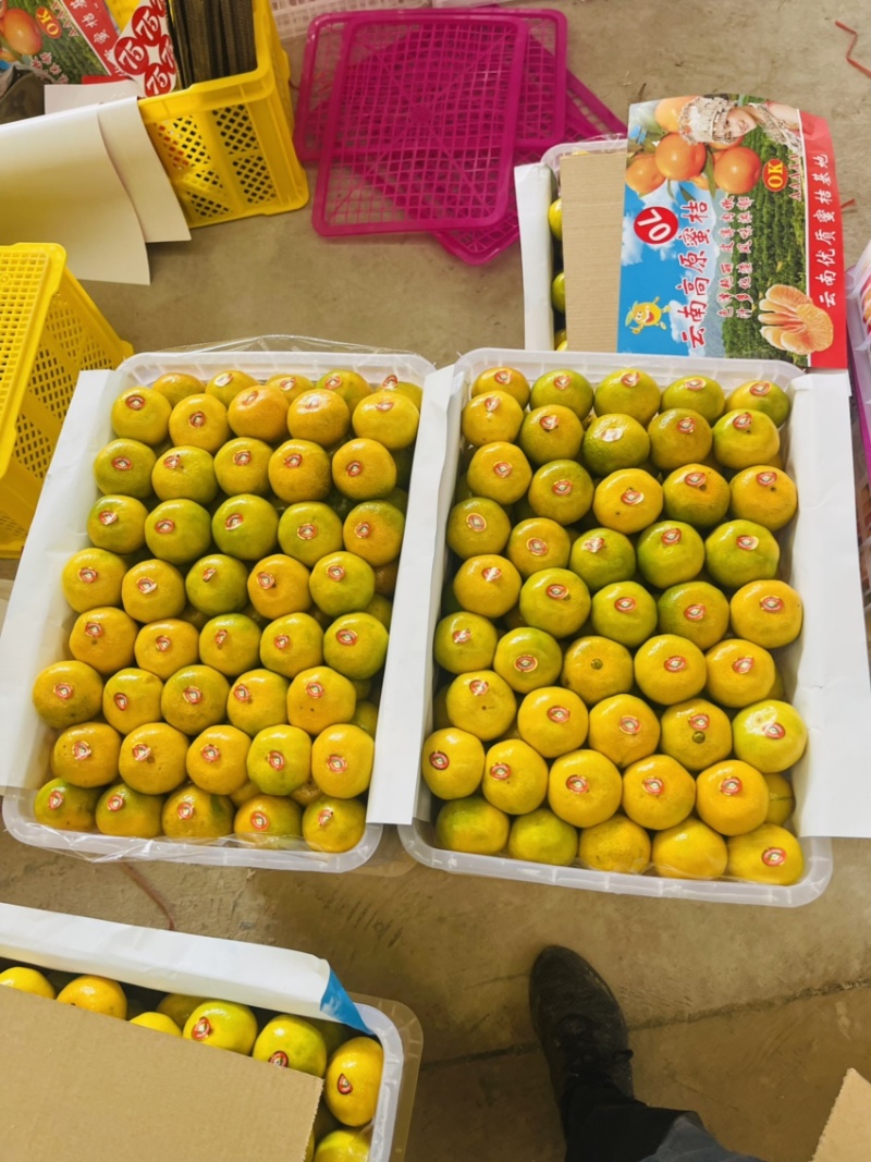 蜜橘