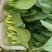 小油菜上海青小青菜商超食品厂