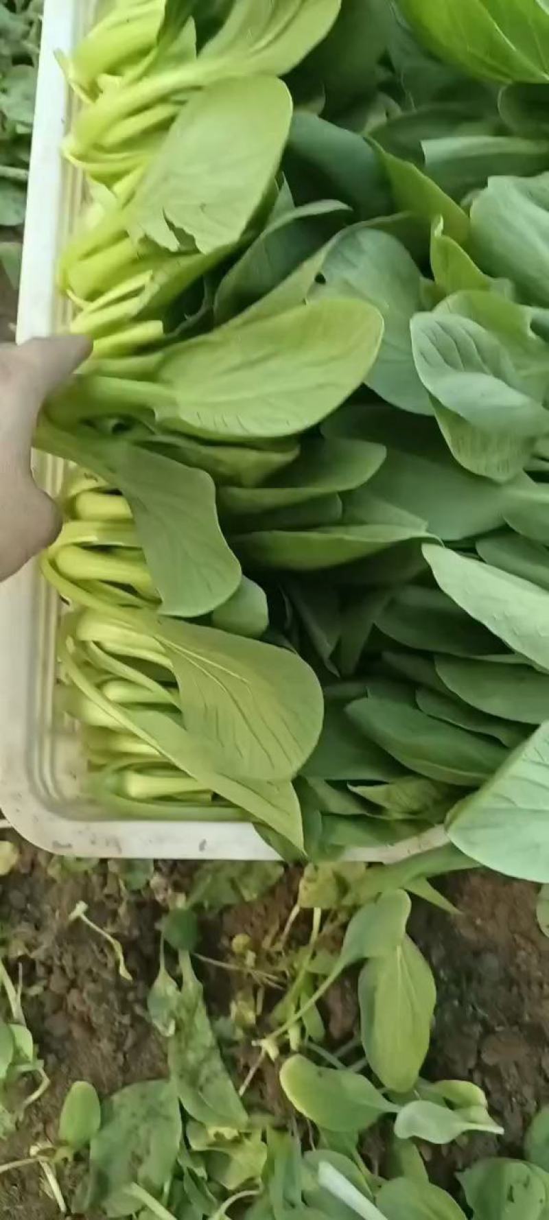 小油菜上海青小青菜商超食品厂