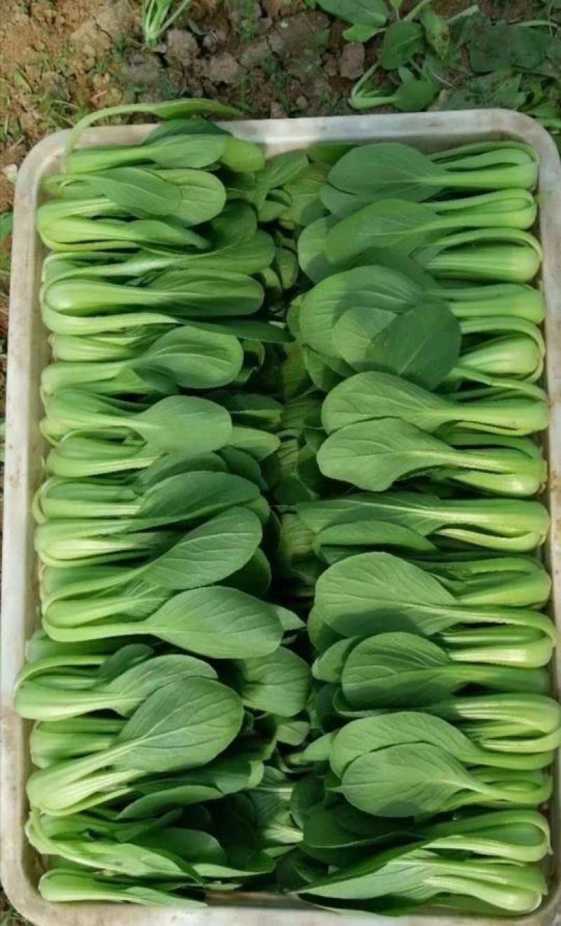 小油菜上海青小青菜商超食品厂