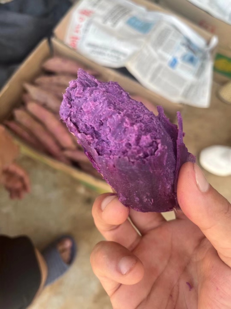 湖北紫罗兰紫薯大量供应保质保量欢迎咨询