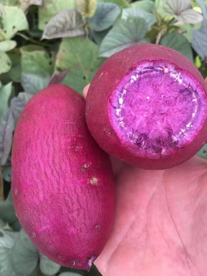 湖北紫罗兰紫薯大量供应保质保量欢迎咨询
