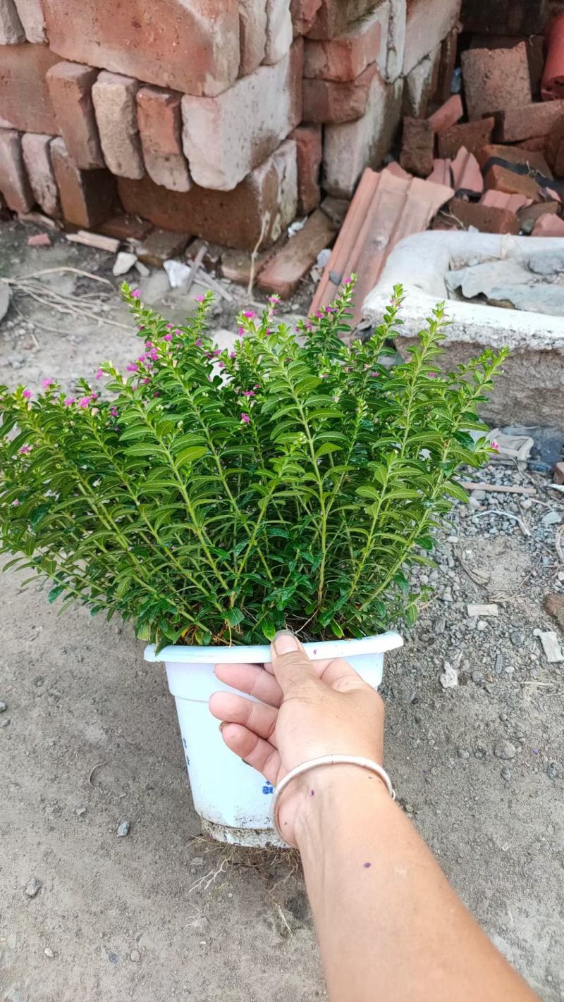 满天星，满盆，量大，发财的老板来吧