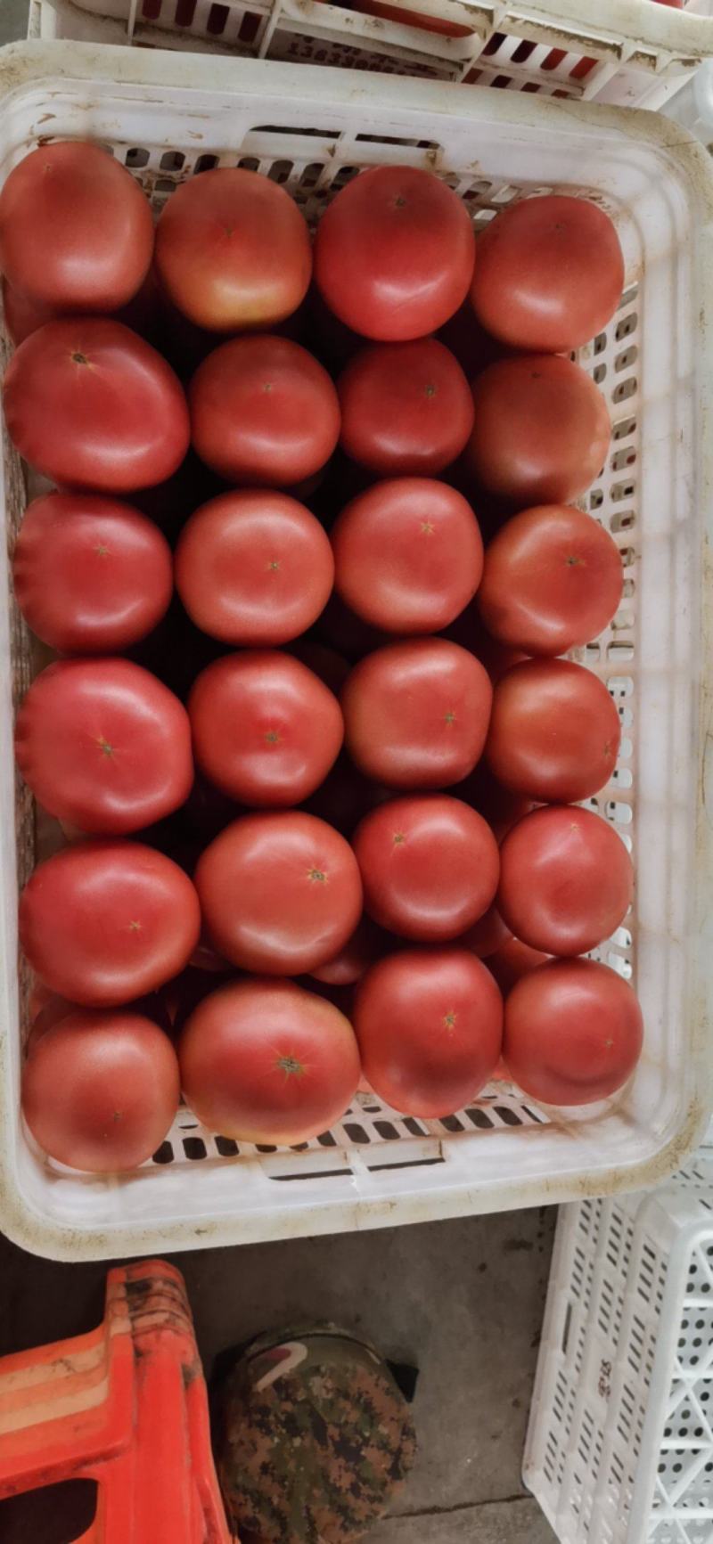 313精品软果西红柿量大货源充足需要的老板联系