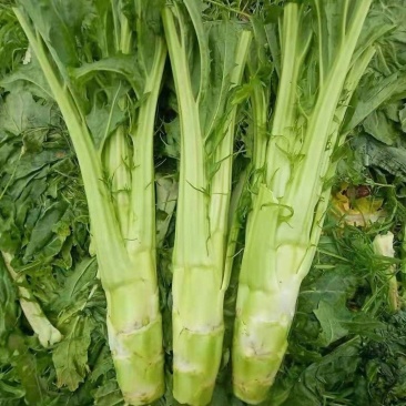 【精品】花叶青皮薄皮棒菜种子白皮圆叶棒菜种子厂家直销