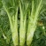 【精品】花叶青皮薄皮棒菜种子白皮圆叶棒菜种子厂家直销