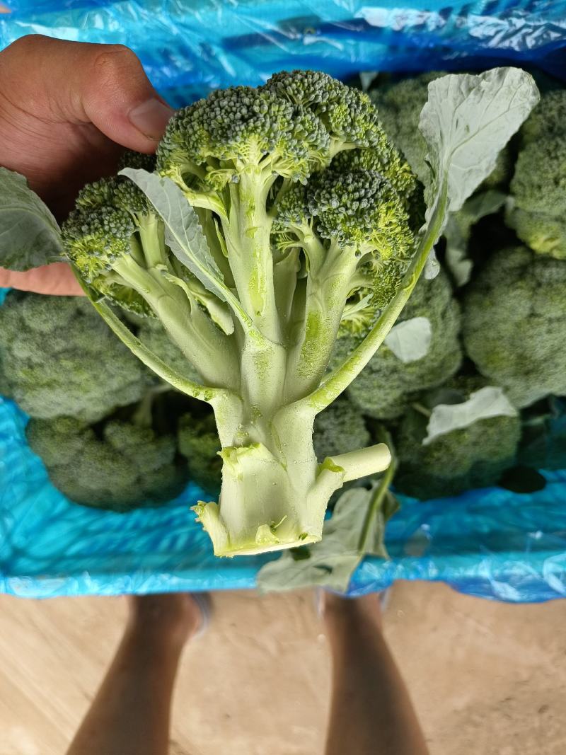 我是河北省邯郸市永年区西兰花市场，大量有货，需要联系我