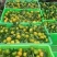 湖北精品特早蜜桔大量供应现摘现发个大皮薄口感纯甜